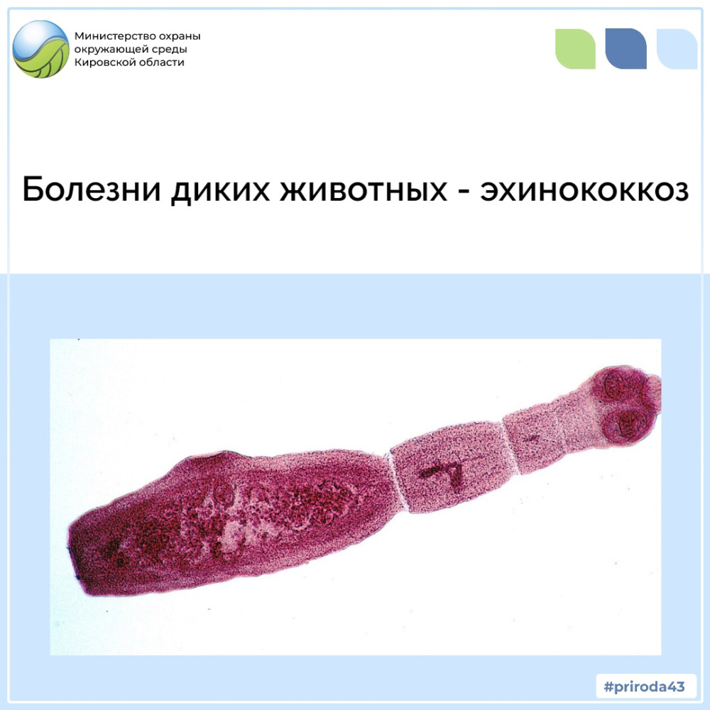 Болезни животных - эхинококкоз