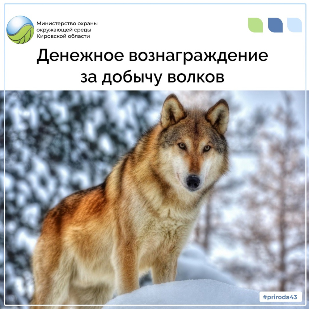 Денежное вознаграждение за добычу волков