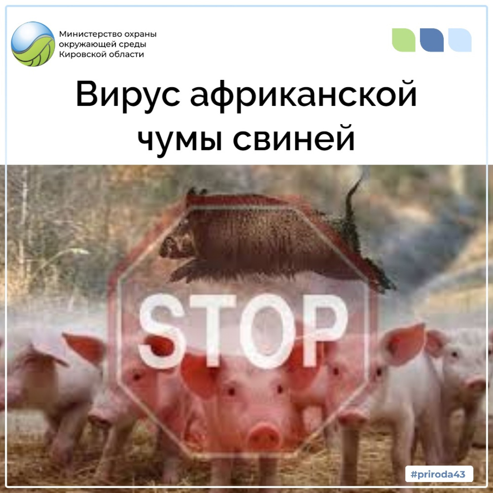 Вирус африканской чумы свиней