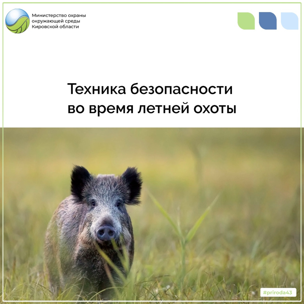 Техника безопасности во время летней охоты