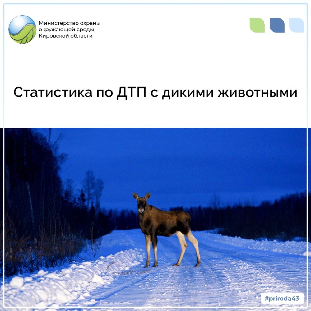 Статистика по ДТП с дикими животными