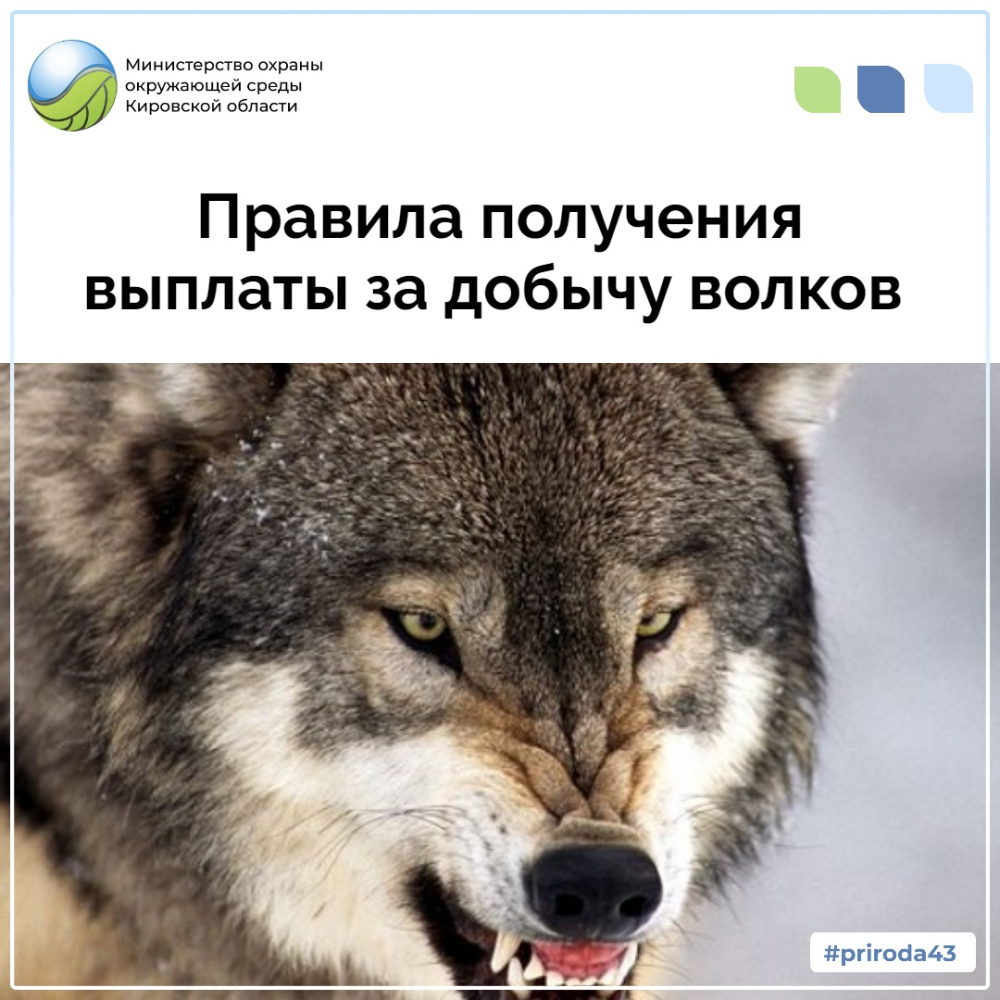 Министерство разъясняет порядок выплаты денежного вознаграждения за добычу волков в охотничьих угодьях Кировской области
