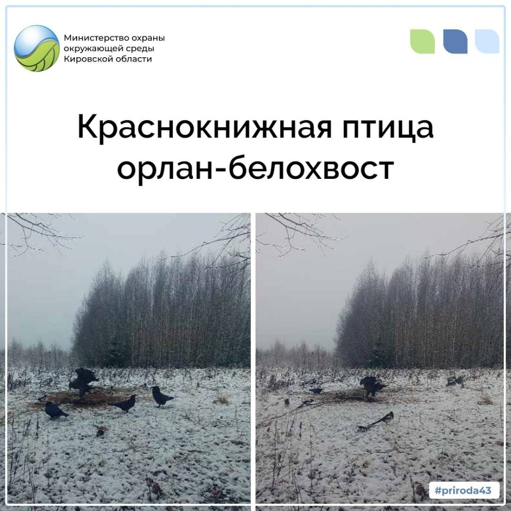 В Верхнекамском районе в объектив фотоловушки попал орлан-белохвост
