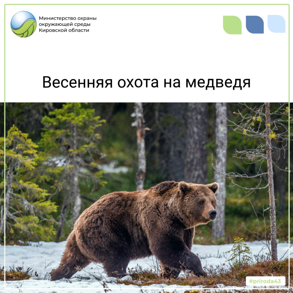 Весенняя охота на медведя 