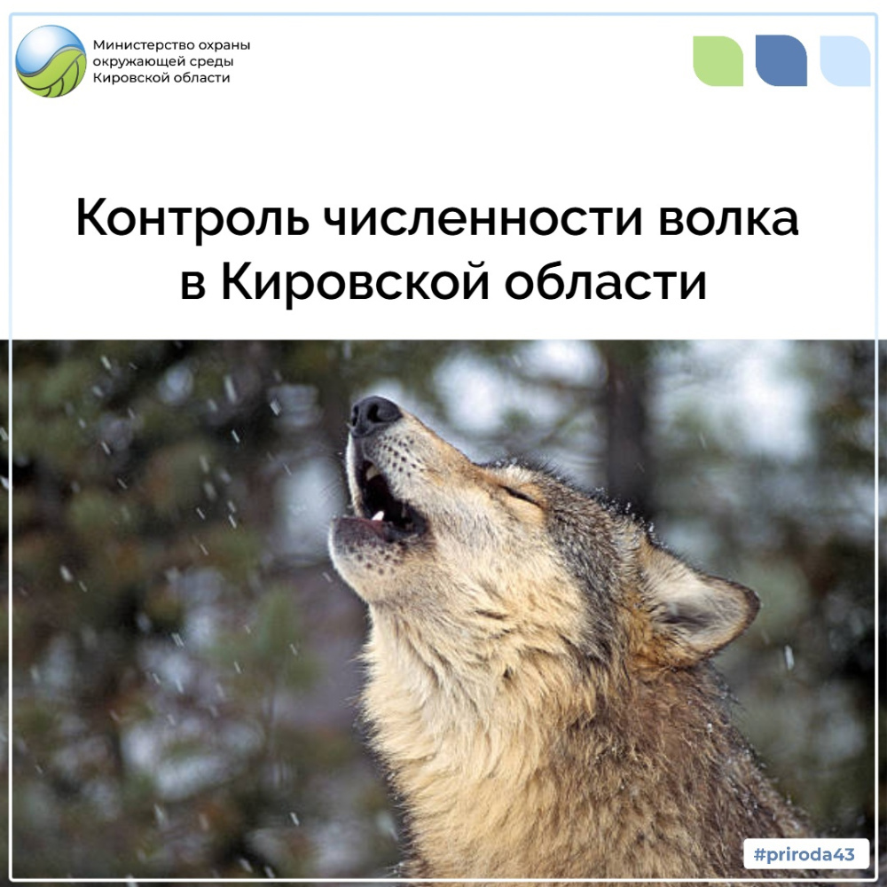 Контроль численности волка в Кировской области