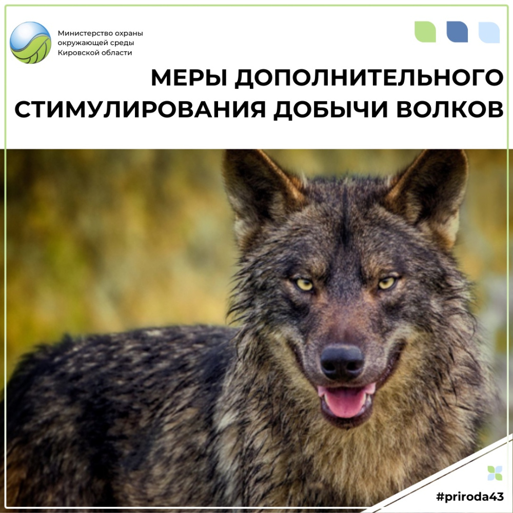 «Волчья» проблема существует не только в Кировской области