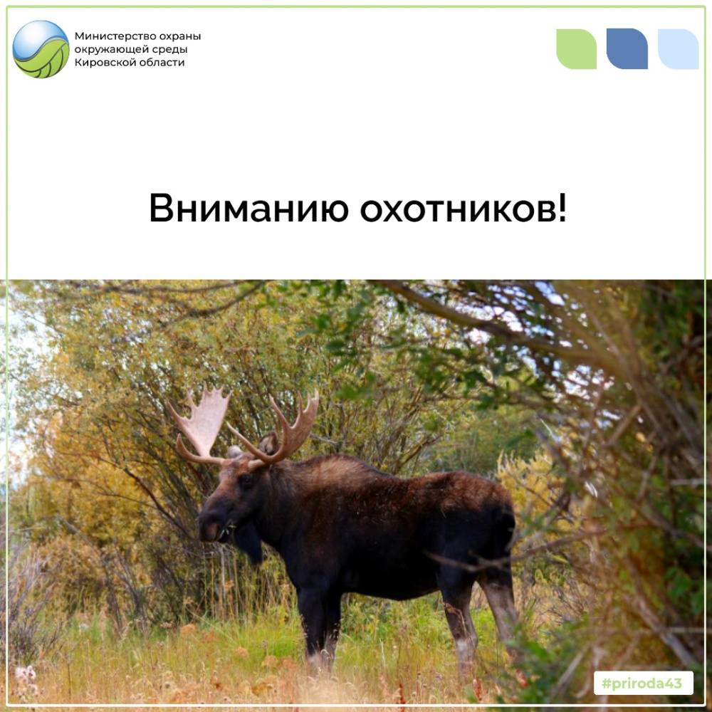 Продолжается прием заявлений на участие в распределении разрешений на добычу лося и медведя