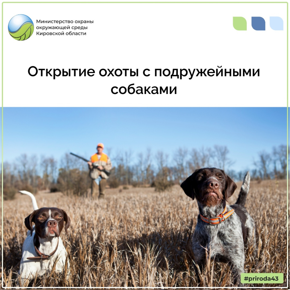 Открытие охоты с подружейными собаками