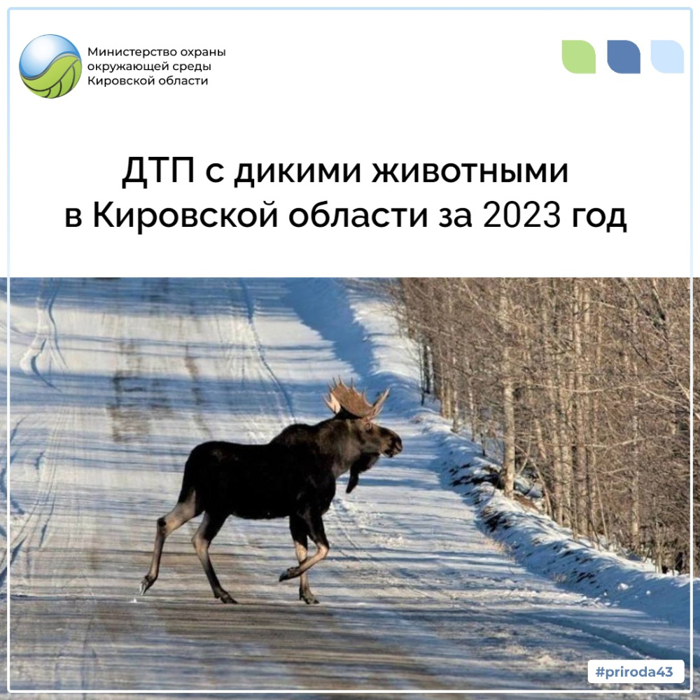 ДТП с дикими животными в Кировской области за 2023 год
