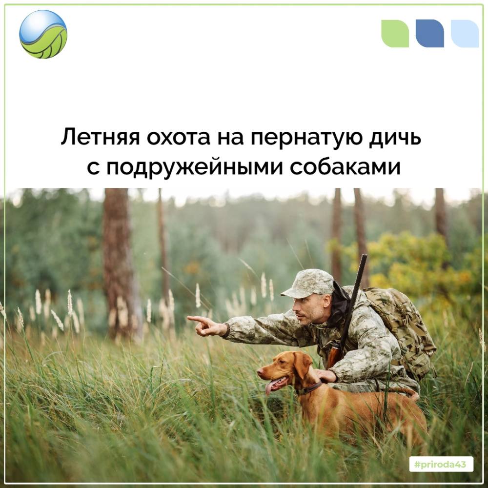 Летняя охота на пернатую дичь с подружейными собаками