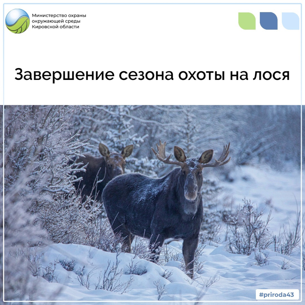Завершение сезона охоты на лося