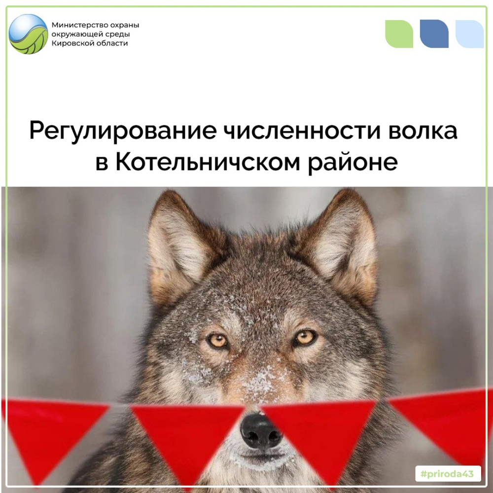 Регулирование численности волка в Котельничском районе